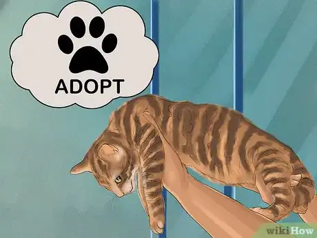 Image titled Identify a Toyger Step 9