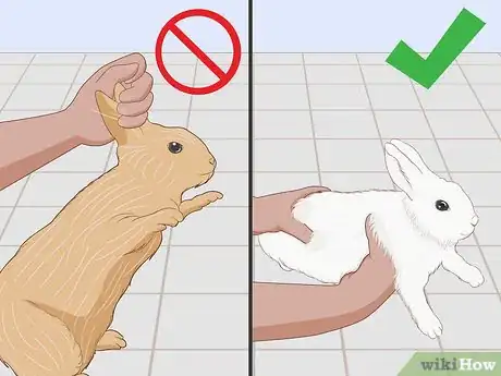 Image titled Care for an Injured Rabbit Step 17
