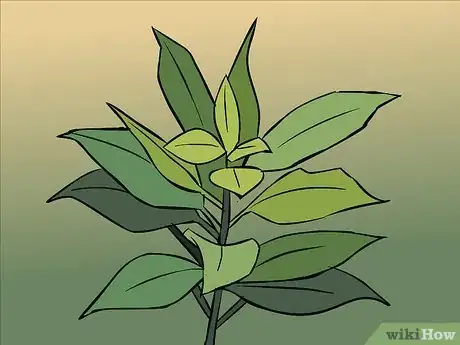 Image titled Dry Bay Leaves Step 1