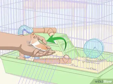 Image titled Teach a Hamster Tricks Step 1