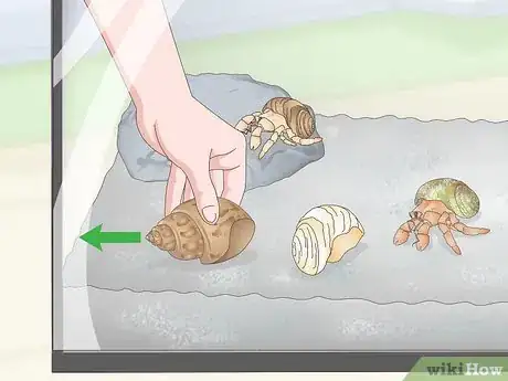 Image titled Clean a Sea Shell (for Hermit Crabs) Step 14