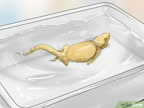 Imagen titulada Give a Bearded Dragon a Bath Step 8