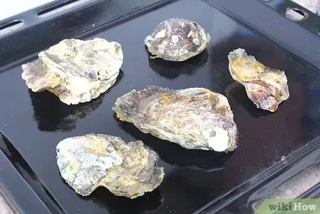 Imagen titulada Prepare Oyster Shells for Chickens Step 1