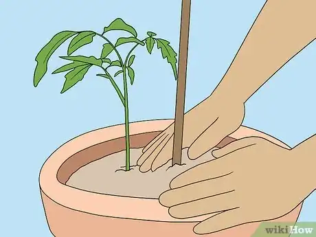 Imagen titulada Support Tomato Plants in Pots Step 4