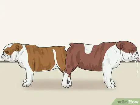 Imagen titulada Breed English Bulldogs Step 10