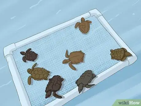 Imagen titulada Breed Turtles Step 17