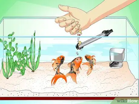 Imagen titulada Save a Dying Goldfish Step 16