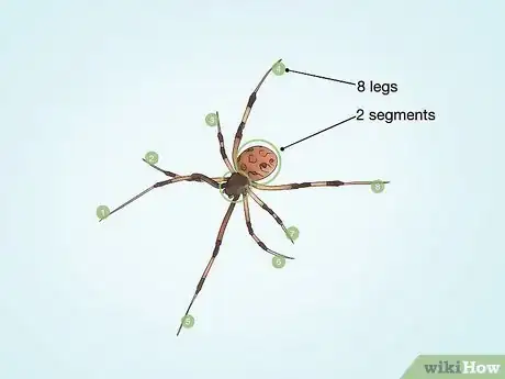 Imagen titulada Identify Spiders Step 13