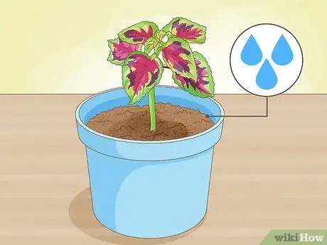 Imagen titulada Grow Coleus Step 11