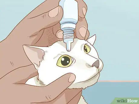 Imagen titulada Treat a Cat with Anisocoria Step 11