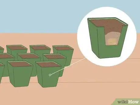 Imagen titulada Grow Tomatoes from Seeds Step 13