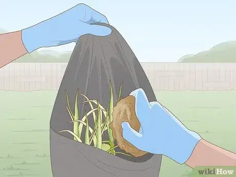 Imagen titulada Get Rid of Nutgrass Step 9