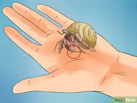 Imagen titulada Care for Hermit Crabs Step 18