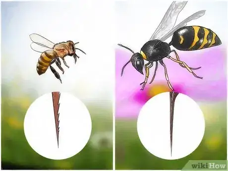 Imagen titulada Treat Yourself if You Get Stung by a Bee or Wasp Step 7