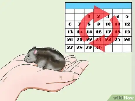 Imagen titulada Care for a Russian Dwarf Hamster Step 19