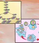 conocer la diferencia entre bacteria y virus