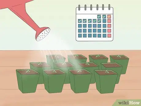 Imagen titulada Grow Tomatoes from Seeds Step 15