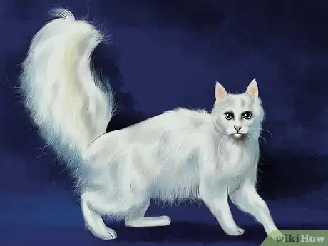 Imagen titulada Identify a Turkish Angora Step 3