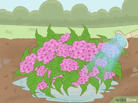 Imagen titulada Change the Color of Hydrangeas Step 8