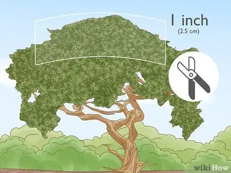 Imagen titulada Prune a Juniper Tree Step 8