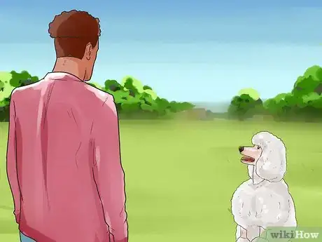 Imagen titulada Train a Toy Poodle Step 11