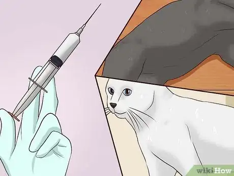 Imagen titulada Give a Cat an Injection Step 3