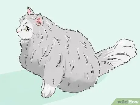 Imagen titulada Identify a Siberian Cat Step 1