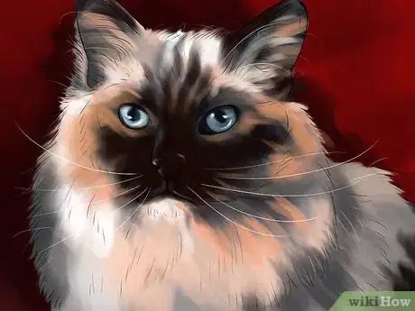 Imagen titulada Identify a Ragdoll Cat Step 1