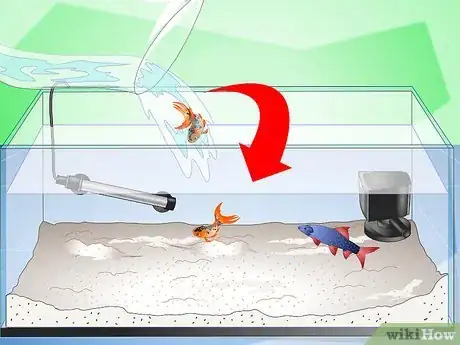 Imagen titulada Care for a Rainbow Shark Step 12