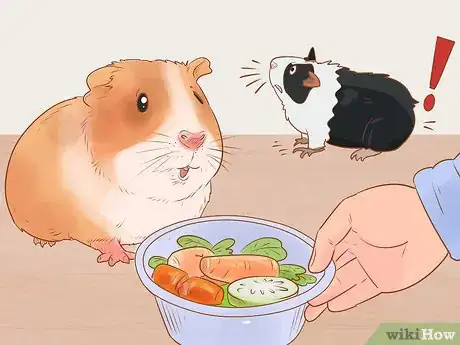 Imagen titulada Neuter Your Guinea Pig Step 14