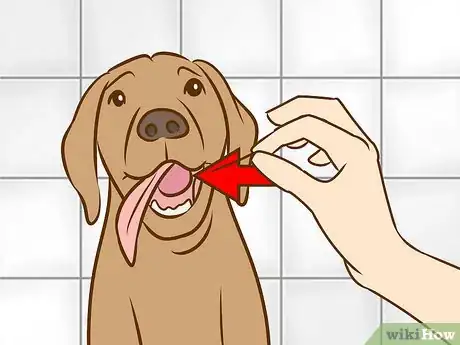 Imagen titulada Recognize and Treat Salivary Mucocele in Dogs Step 10