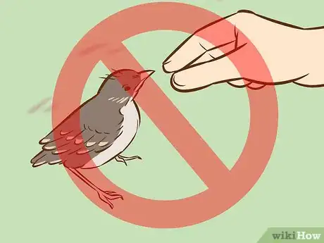 Imagen titulada Help a Baby Bird That Has Fallen Out of a Nest Step 4
