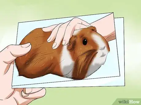 Imagen titulada Care for a Dying Guinea Pig Step 12