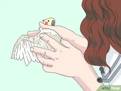 Imagen titulada Treat Injured Cockatiels Step 15