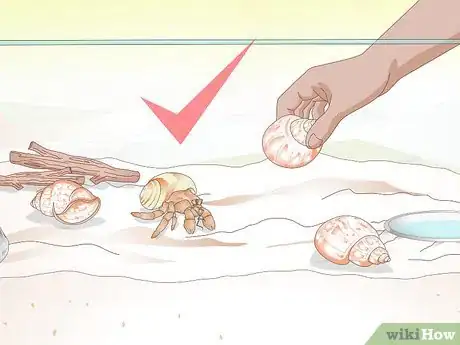 Imagen titulada Help a Hermit Crab Change Shells Step 11