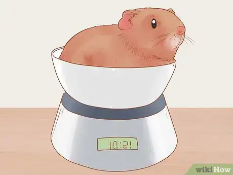 Imagen titulada Neuter Your Guinea Pig Step 11