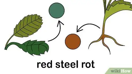 Imagen titulada Identify and Treat Strawberry Diseases Step 1