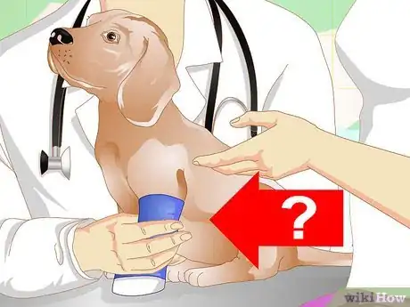 Imagen titulada Diagnose Broken Bones in Dogs Step 12