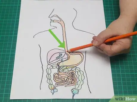 Imagen titulada Draw a Model of the Digestive System Step 17