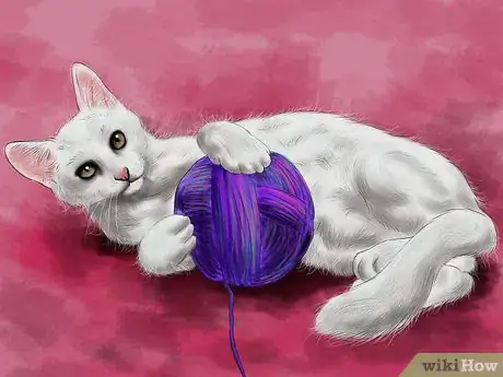 Imagen titulada Identify a Turkish Angora Step 6