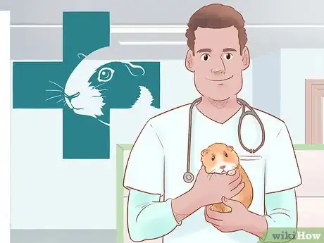 Imagen titulada Neuter Your Guinea Pig Step 3