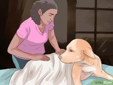 Imagen titulada Help Dogs with Joint Problems and Stiffness Step 10