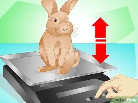 Imagen titulada Determine if Your Rabbit Is Sick Step 10