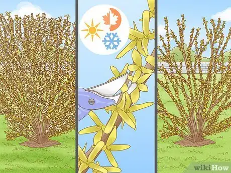 Imagen titulada Prune Forsythia Step 2