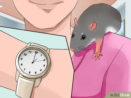 Imagen titulada Shoulder Train a Pet Rat Step 10