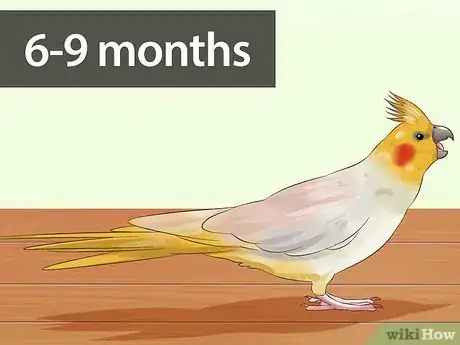 Imagen titulada Tell if a Cockatiel Is Male or Female Step 1