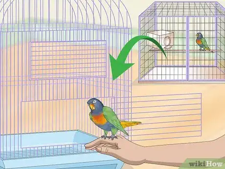 Imagen titulada Treat Psittacine Beak and Feather Disease in Lories and Lorikeets Step 8