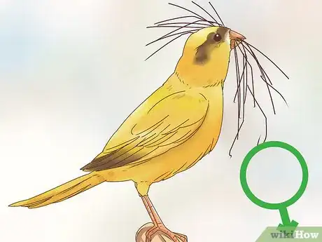 Imagen titulada Know if a Canary Is Male or Female Step 11