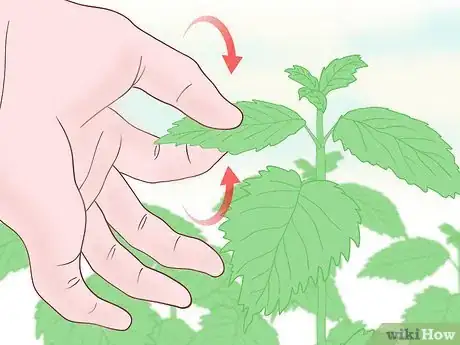 Imagen titulada Touch Nettles Without Stinging Yourself Step 6