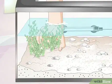 Imagen titulada Make a Shrimp Aquarium Step 8